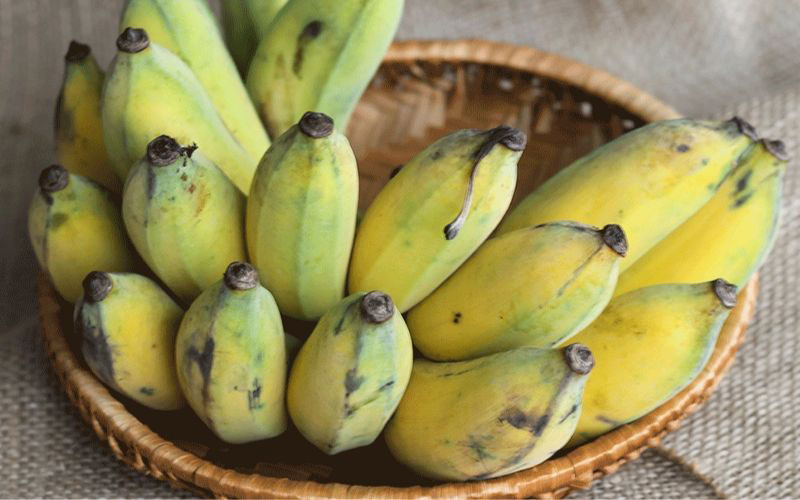 Chuối sứ (Chuối hương)