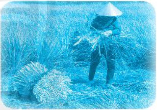 Giải VBT Tiếng Việt 1 trang 16, 17, 18, 19, 20 Chủ đề 22: Mưa và nắng