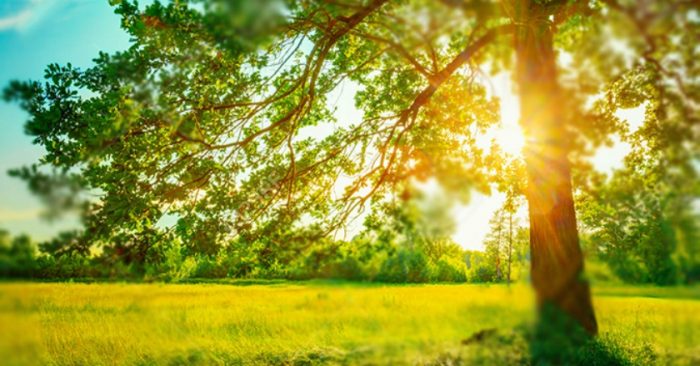 Top 08 đoạn văn nói về mùa hè từ 3 đến 5 câu