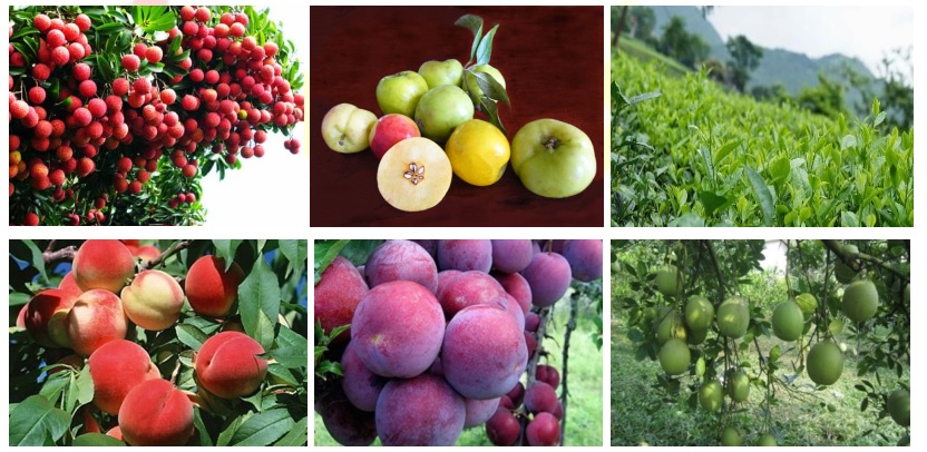 Giáo án Địa 9 bài 18: Vùng núi trung du và miền núi Bắc Bộ (tiếp theo) theo Công văn 5512