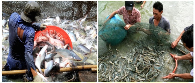 Giáo án Địa 9 bài 37: Thực hành: Vẽ và phân tích biểu đồ về tình hình sản xuất của ngành thủy sản ở Đồng bằng sông Cửu Long theo Công văn 5512