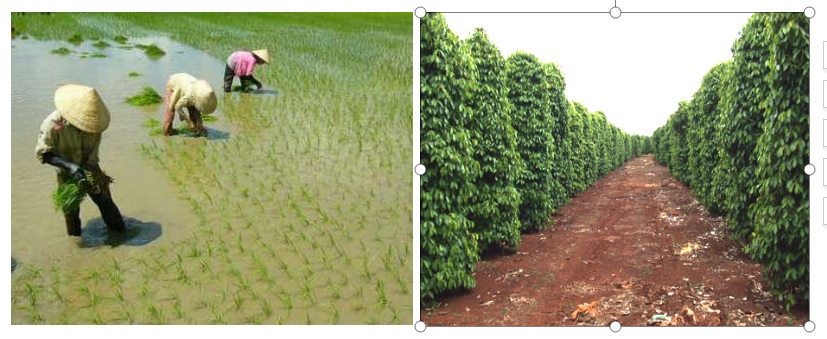 Giáo án Địa 9 bài 7: Các nhân tố ảnh hưởng đến sự phát triển và phân bố nông nghiệp theo Công văn 5512