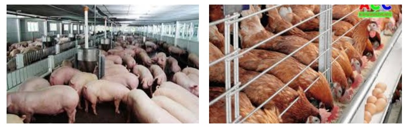 Giáo án Địa 9 bài 8: Sự phát triển và phân bố nông nghiệp theo Công văn 5512