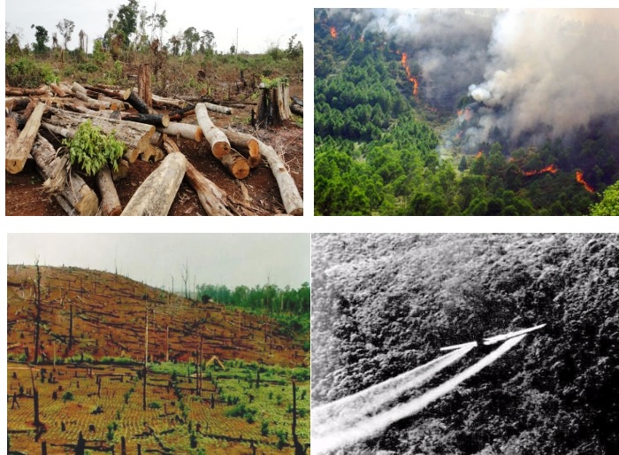 Giáo án Địa 9 bài 9: Sự phát triển và phân bố lâm nghiệp, thủy sản theo Công văn 5512