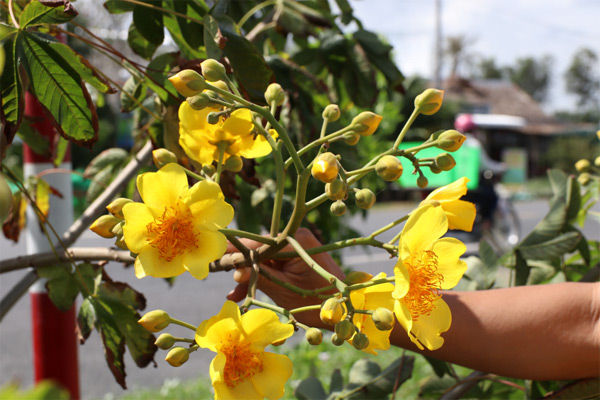 Tả cây hoa mai lớp 4 ngắn gọn