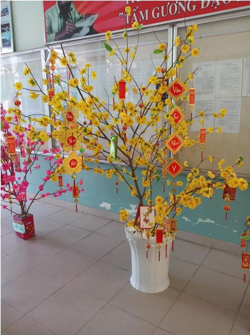 Tả cây hoa mai ngày Tết lớp 6