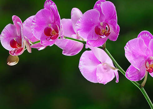 Tên các loài hoa bằng Tiếng Anh