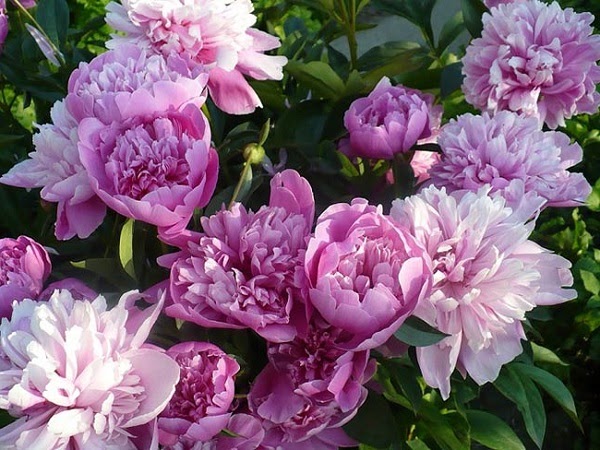 Tên các loài hoa bằng Tiếng Anh