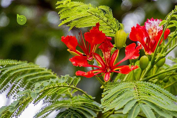 Lợi ích của cây phượng