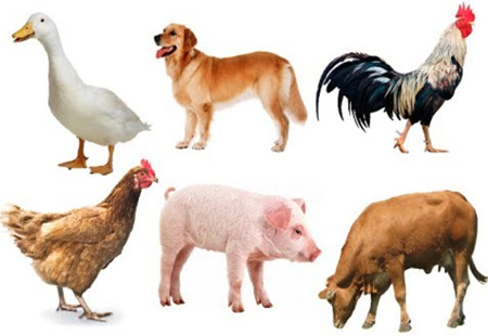 Đề thi vào lớp 1 môn Tiếng Việt năm 2021-2022 - Số 03