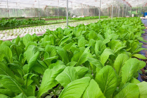 Tả một luống rau hoặc một vườn rau - Mẫu