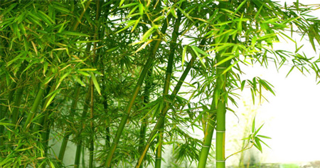 Tóm tắt Tre Việt Nam ngắn nhất