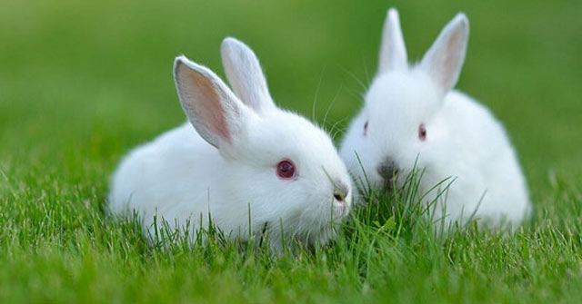 Tả con thỏ