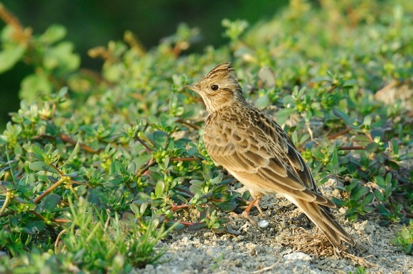 Quan sát và miêu tả một loài chim