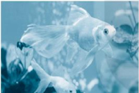 Giải VBT Tiếng Việt 1 trang 44, 45 Bài 1: Loài chim của biển cả