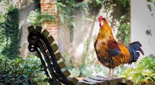 Tả con vật nuôi trong nhà lớp 2