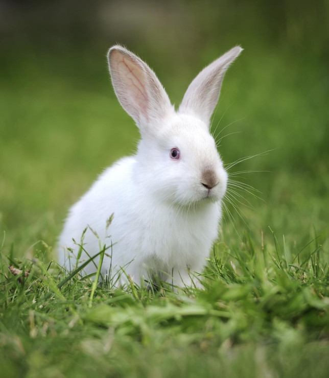 Phiếu bài tập cuối tuần Tiếng Anh lớp 3 nâng cao - Tuần 28