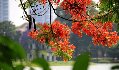 Tả cây phượng lớp 2