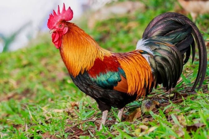 Tả ngoại hình con vật