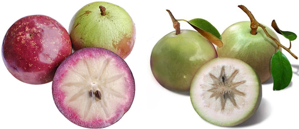 Tả quả vú sữa lớp 2