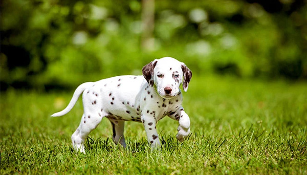 Bài văn tả con chó lớp 4 hay