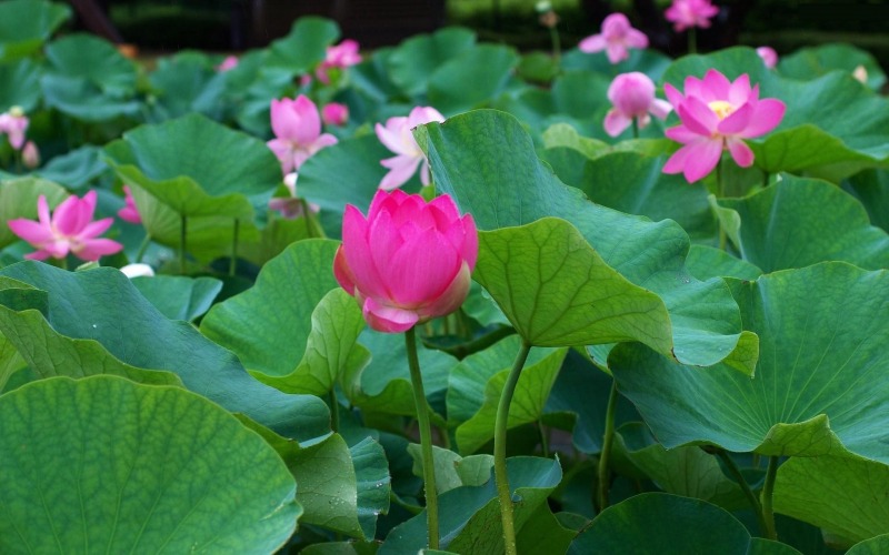 Lập dàn ý tả sen mùa hoa nở