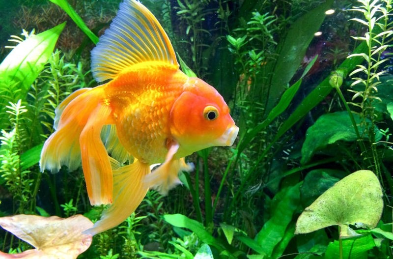 Tả con cá vàng
