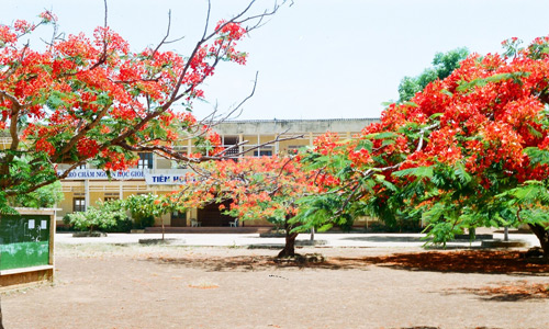 Tả quang cảnh trường em vào mùa hè lớp 6 mẫu