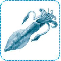 Bài 47: oc ôc uc ưc