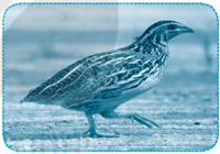 Giải VBT Tiếng Việt 1 trang 47 Bài 52: ut ưt