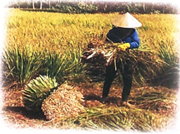 Mặt trời và hạt đậu