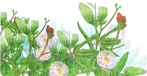 Bài 7 Cây xấu hổ - Phần đọc