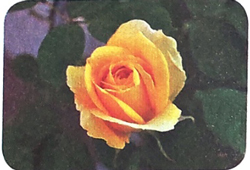 Tập chép: Dậy sớm