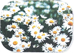 Nghe - viết: Các nhà toán học của mùa xuân