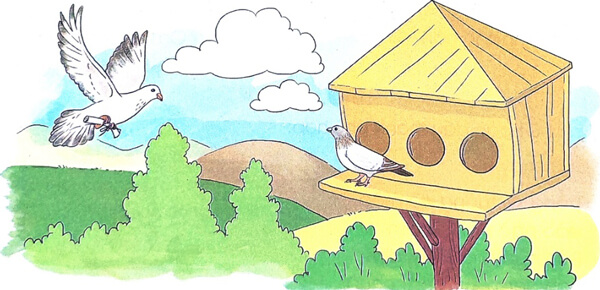 Bồ câu tung cánh