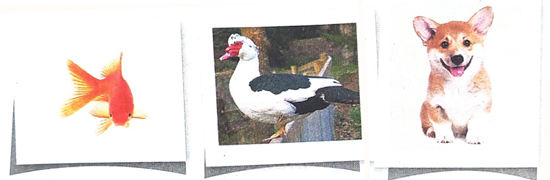 Quan sát tranh ảnh vật nuôi