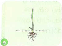 giai mua lua chin trang 30 31 32 sach canh dieu 5*301404