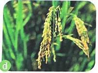 giai mua lua chin trang 30 31 32 sach canh dieu 6*301408