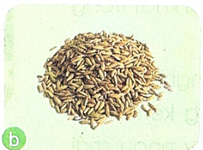 giai mua lua chin trang 30 31 32 sach canh dieu 8*301406