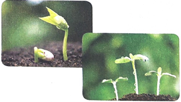 Quan sát tranh ảnh cây, hoa, quả