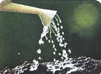 Quan sát tranh ảnh cây, hoa, quả