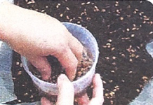 Quan sát tranh ảnh cây, hoa, quả