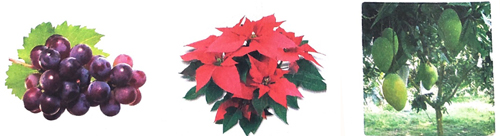 Quan sát tranh ảnh cây, hoa, quả