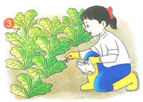 Viết về hoạt động chăm sóc cây xanh