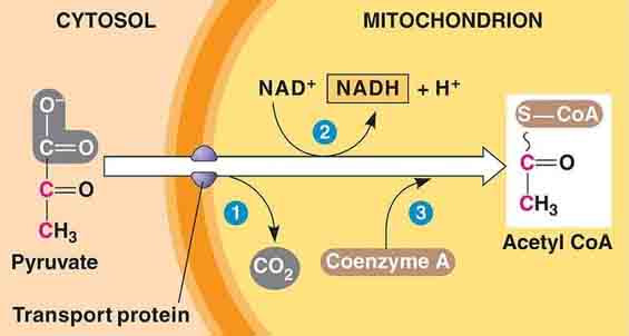 Chu trình Kreps là gì?