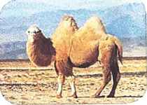 giai huou cao co trang 64 65 sach canh dieu 4*302276