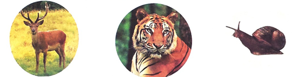 Giải Sư tử xuất quân trang 55, 56, 57, 58 sách Cánh Diều