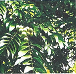 Nghe - viết: Quê ngoại