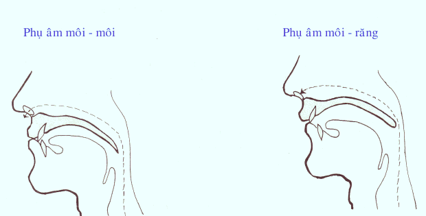Các yếu tố ngữ âm trong âm tiết Tiếng Việt