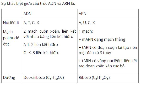 Nêu sự khác biệt về cấu trúc giữa ADN và ARN
